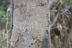 Holigarna ferruginea